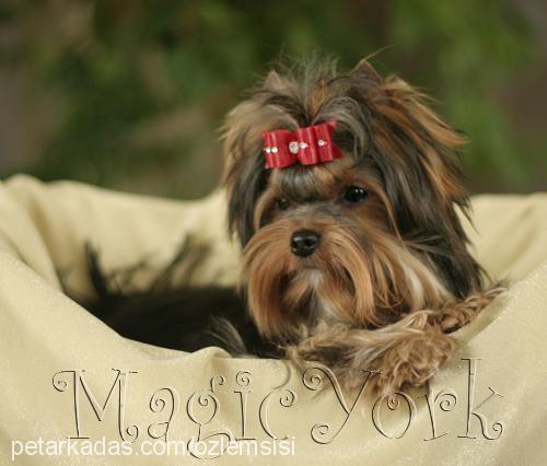 octavia Dişi Yorkshire Terrier