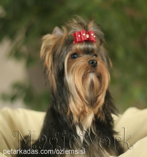 octavia Dişi Yorkshire Terrier