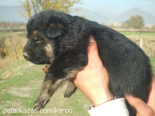 bebekvomkaroo Erkek Alman Çoban Köpeği