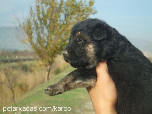 bebekvomkaroo Erkek Alman Çoban Köpeği