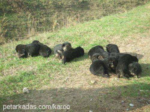 bebekvomkaroo Erkek Alman Çoban Köpeği