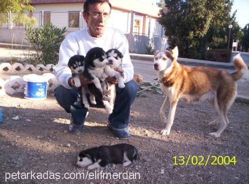 lİnda Dişi Sibirya Kurdu (Husky)