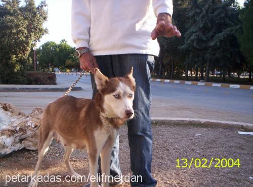 lİnda Dişi Sibirya Kurdu (Husky)