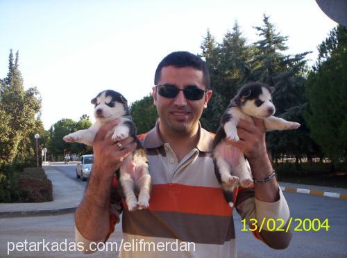 lİnda Dişi Sibirya Kurdu (Husky)