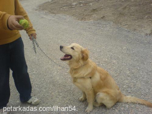 minör Erkek Golden Retriever