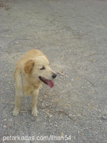 minör Erkek Golden Retriever