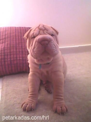 leonardo Erkek Çin Shar-Pei