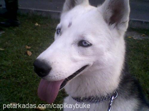 köpük Dişi Sibirya Kurdu (Husky)