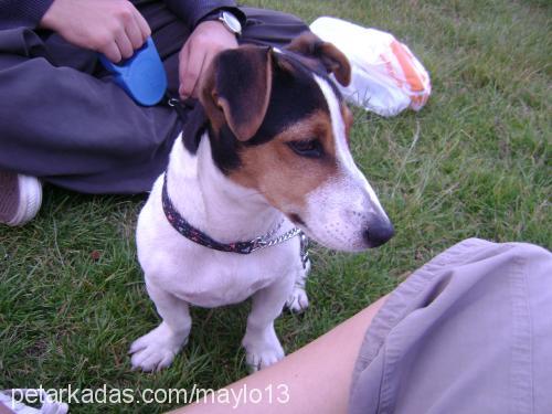 maylo Erkek Jack Russell Terrier