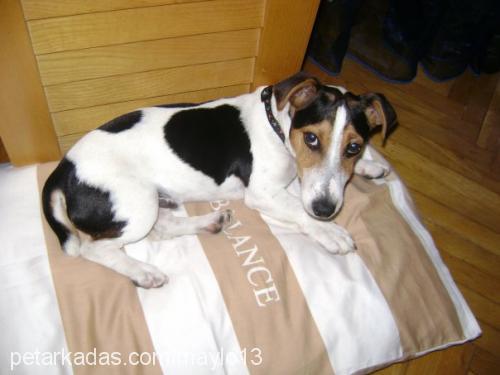 maylo Erkek Jack Russell Terrier