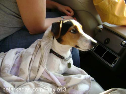 maylo Erkek Jack Russell Terrier