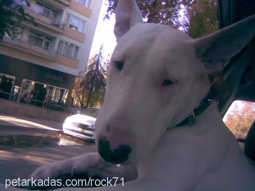 hayta Erkek Bull Terrier