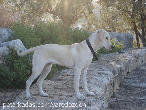 ceyn Dişi Labrador Retriever