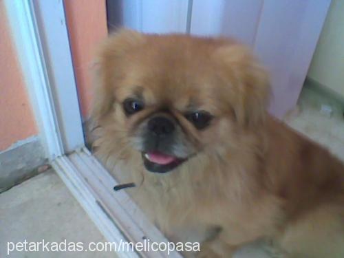 paşa Erkek Pekingese