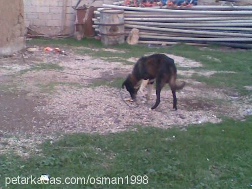 karabaŞ Erkek Kangal