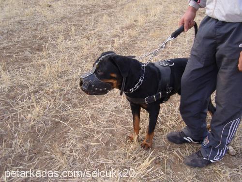 kont Erkek Rottweiler