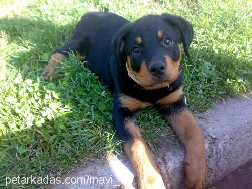 hades Dişi Rottweiler