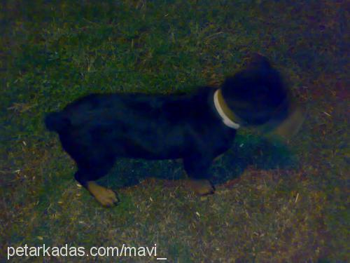 hades Dişi Rottweiler