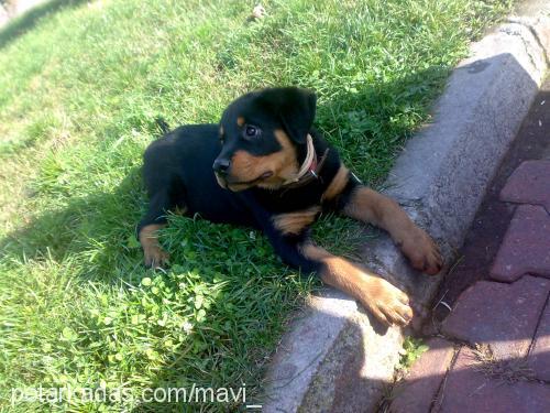 hades Dişi Rottweiler