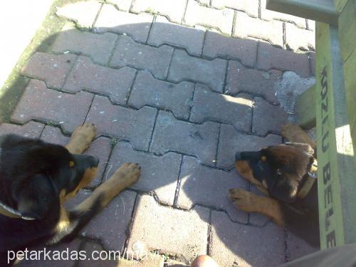 hades Dişi Rottweiler