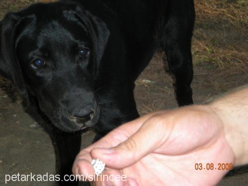 zeytin Dişi Labrador Retriever