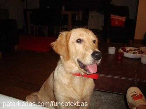 jazz Erkek Golden Retriever