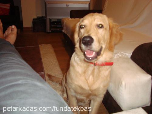 jazz Erkek Golden Retriever