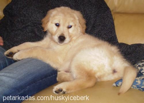 ares Erkek Golden Retriever