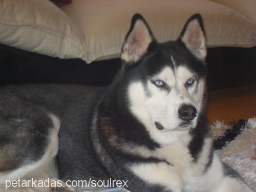 rex Erkek Sibirya Kurdu (Husky)