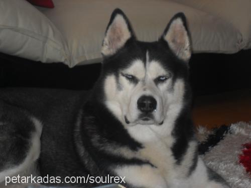 rex Erkek Sibirya Kurdu (Husky)