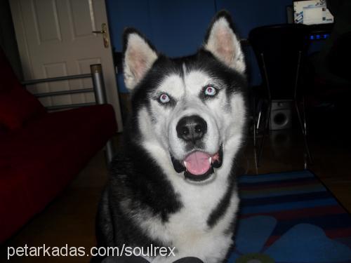 rex Erkek Sibirya Kurdu (Husky)