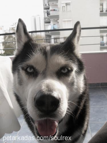 rex Erkek Sibirya Kurdu (Husky)