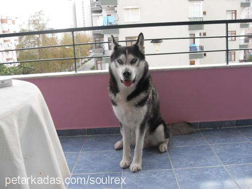 rex Erkek Sibirya Kurdu (Husky)