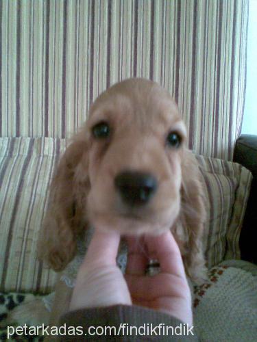 tarçın Dişi İngiliz Cocker Spaniel