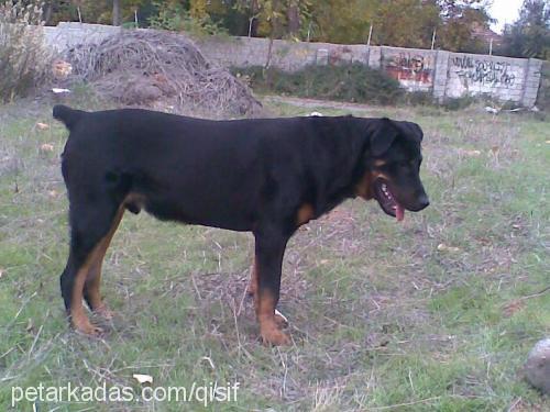 hector Erkek Rottweiler