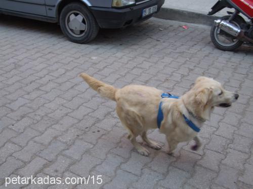 lessie Dişi Golden Retriever