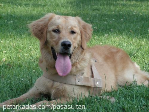 paşa Erkek Golden Retriever