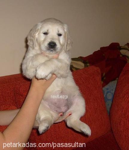 sultan Dişi Golden Retriever