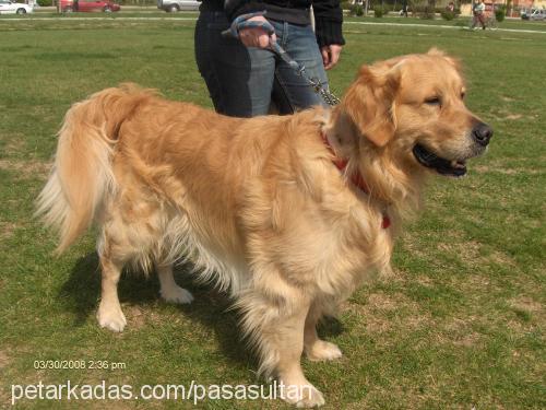 sultan Dişi Golden Retriever