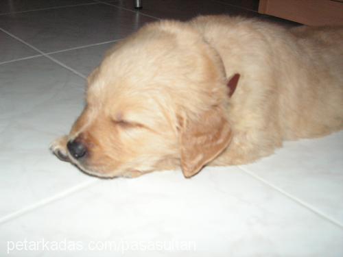 paşa Erkek Golden Retriever