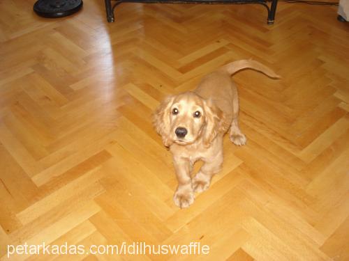 waffle Erkek Amerikan Cocker Spaniel