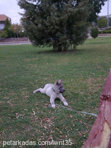 gümüŞ Dişi Sibirya Kurdu (Husky)