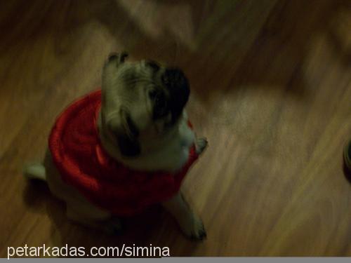 whisky Dişi Pug