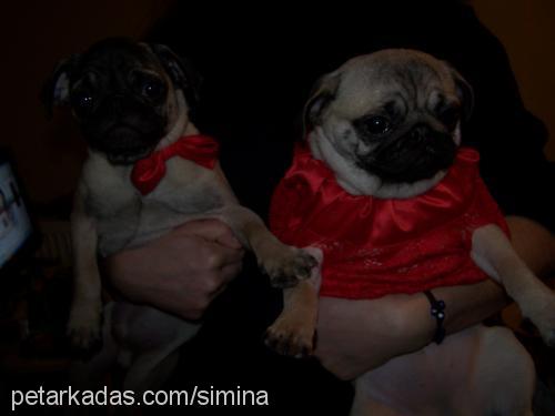 whisky Dişi Pug