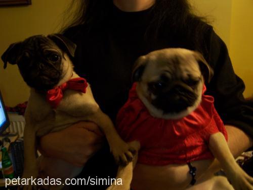 whisky Dişi Pug