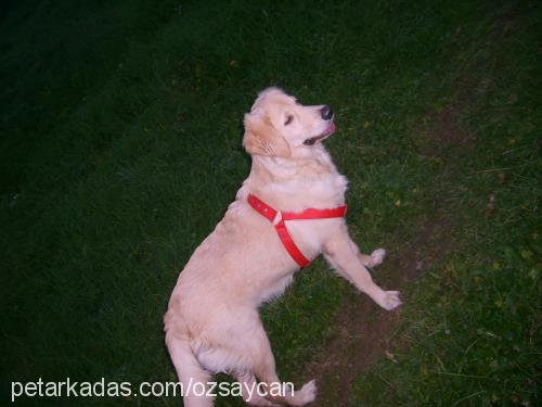 poker Dişi Golden Retriever