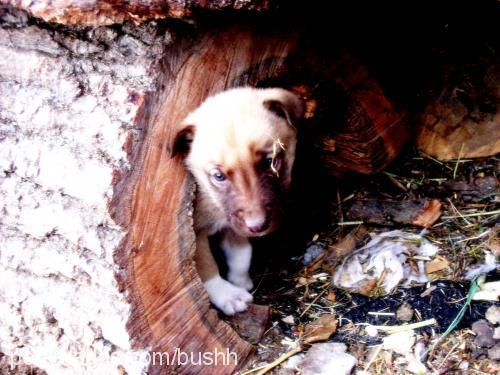 oskie Dişi Sokö (Sokak Köpeği)