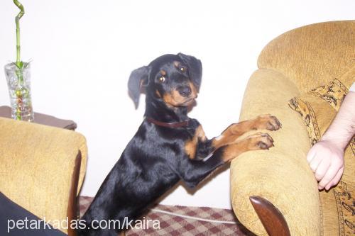 kaira Dişi Rottweiler