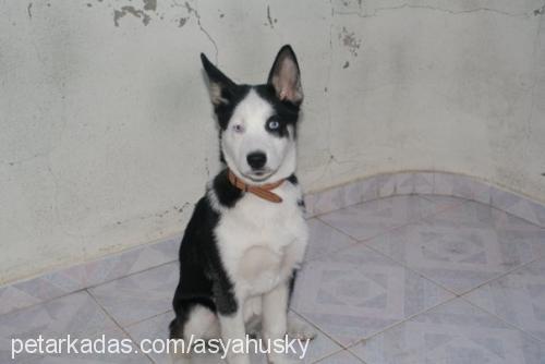 asya Dişi Sibirya Kurdu (Husky)