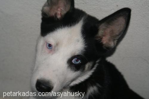 asya Dişi Sibirya Kurdu (Husky)